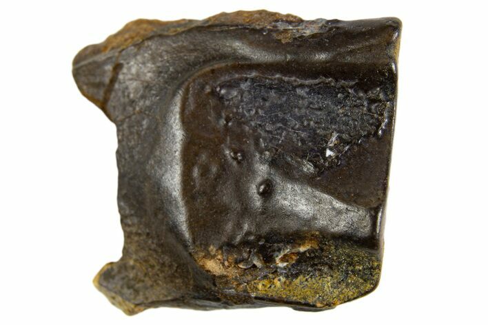 Fossil Dinosaur (Triceratops) Shed Tooth - Wyoming #330927